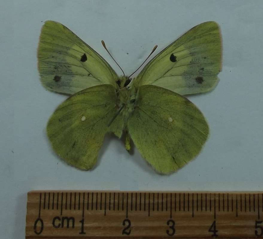 Male - Ventral View<br>(Origin of the Specimen: Altai Dist. Kygyhyzstan, Jul 5, '18)