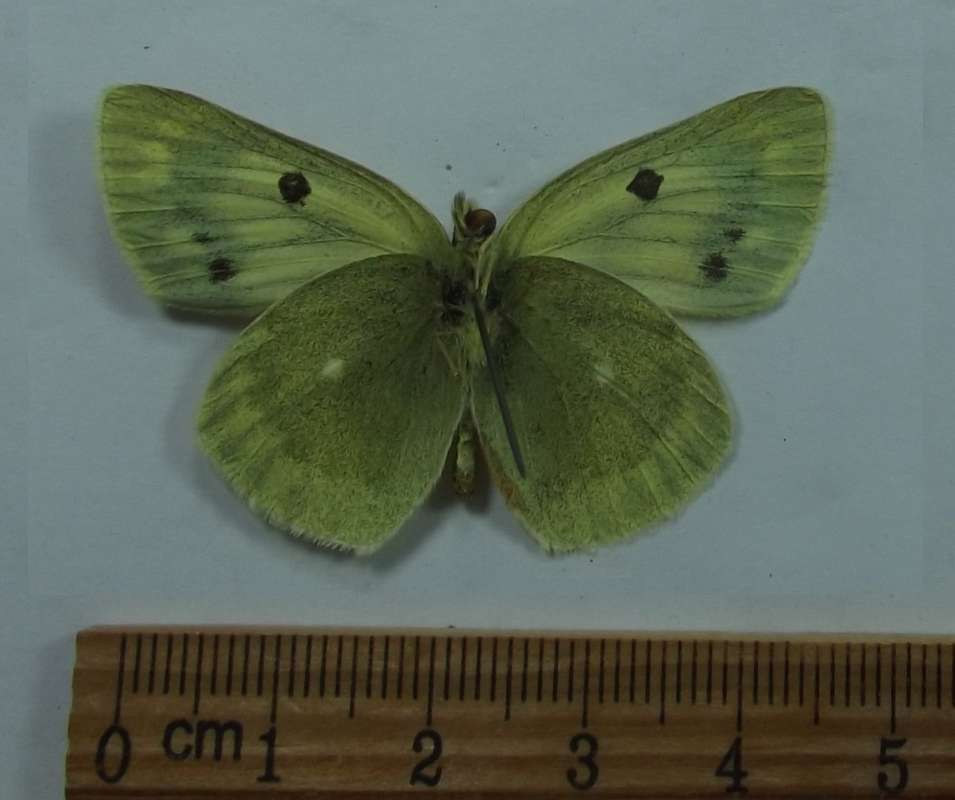 Female - Ventral View<br>(Origin of the Specimen: Vanhanski;y Range)