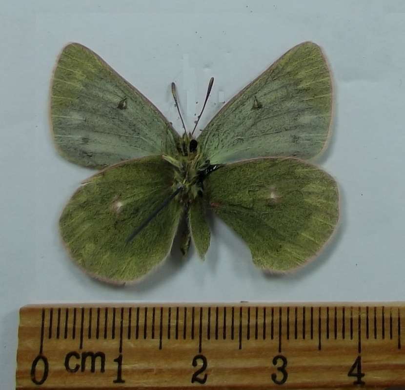 Male - ventral View<br>(Origin of the Specimen: North Pamir-Kyrghyzstan, July 2018)