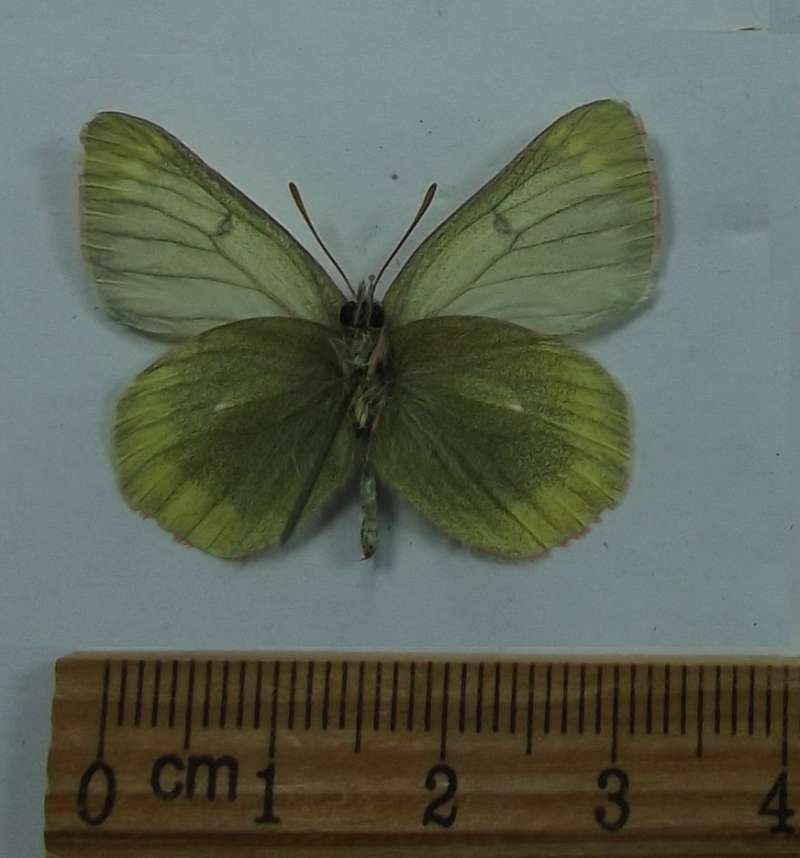 Male - Vetnral View<br>(Origin of the Specimen: Rep Altai, Russia, June 12-25, 2015)