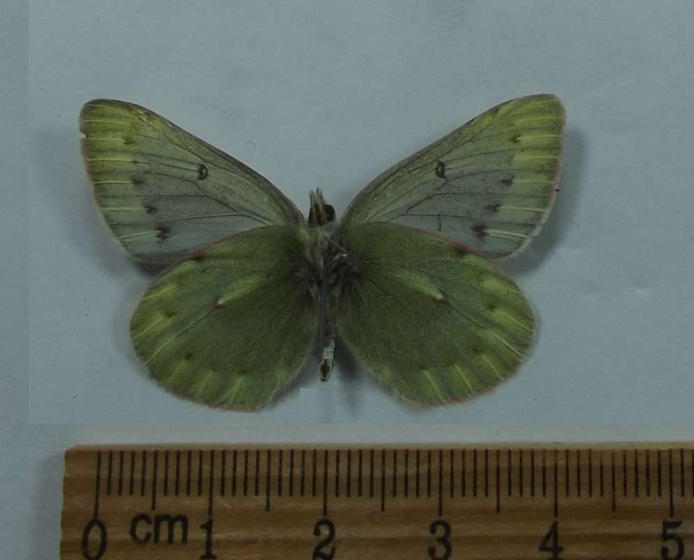 Male - Ventral View<br>(Origin of the Specimen: Mongolia, July 29, 1998)