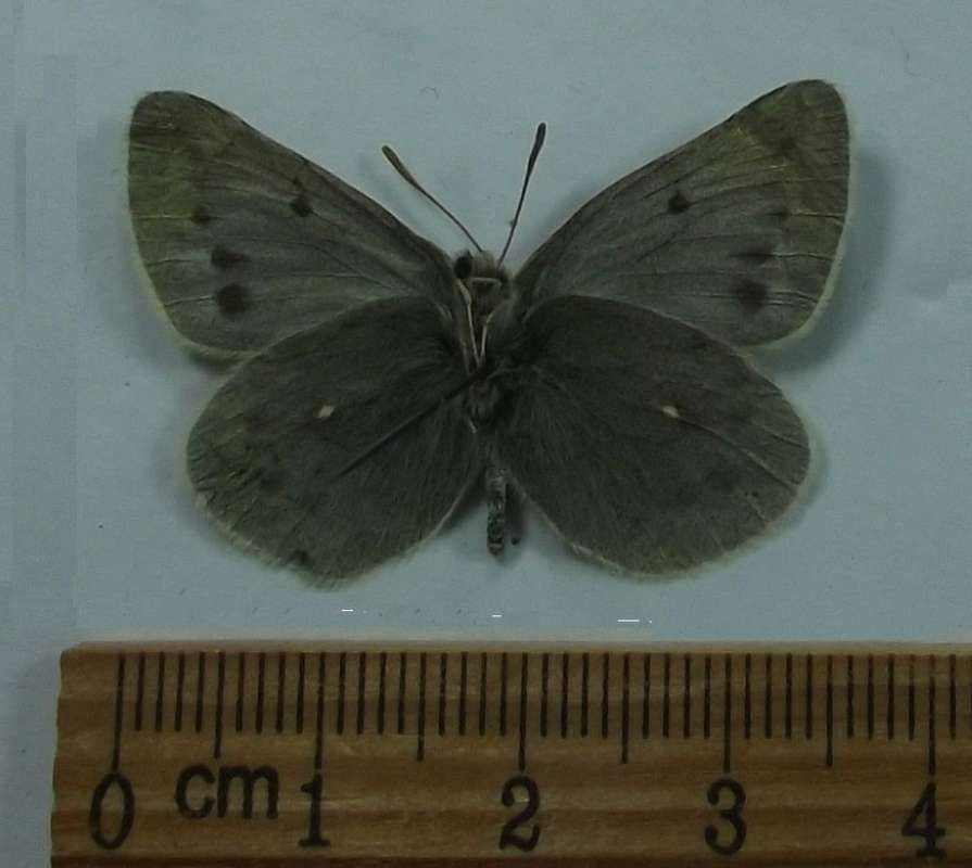 Male - Ventral View<br>(Origin of the Specimen: Turketrtan Mnt, July 1 2016)