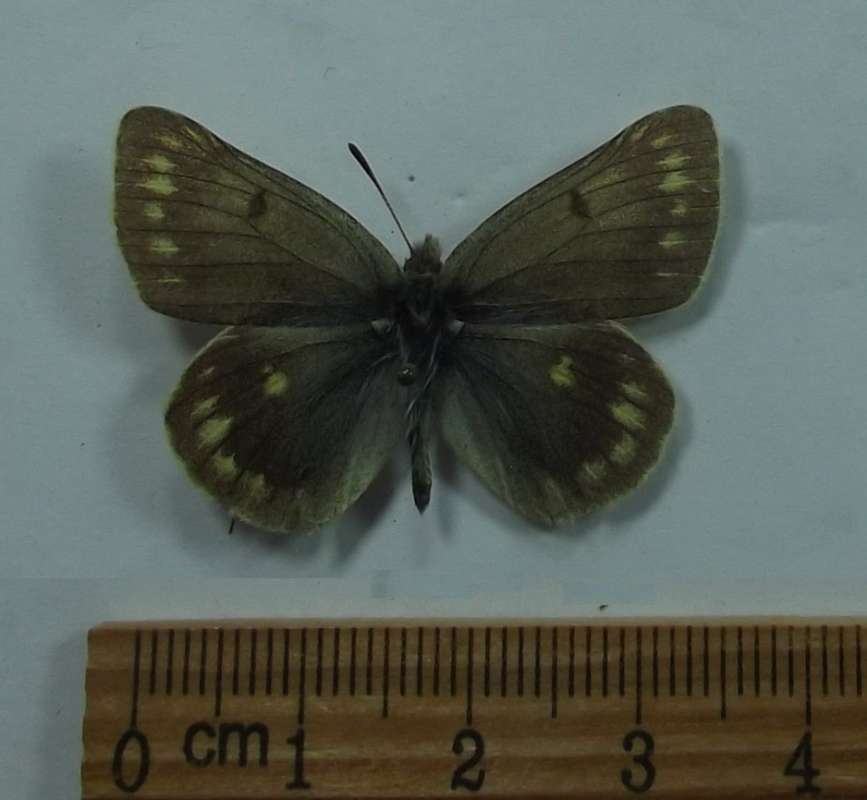 Female - Dorsal View<br>(Origin of the Specimen: Turketrtan Mnt, July 1 2016)