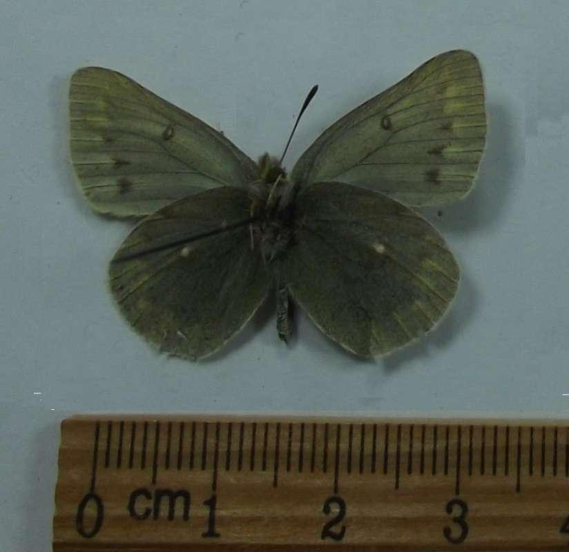 Female-Vetnral View<br>(Origin of the Specimen: Turketrtan Mnt, July 1 2016)