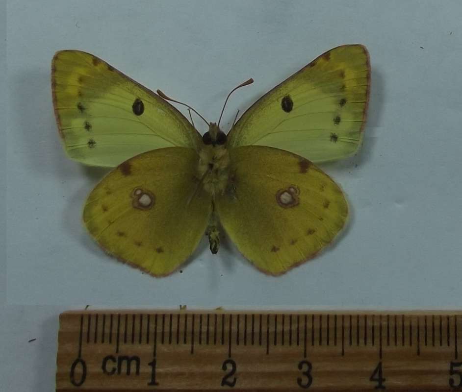 Male - Ventral View<br>(Origin of the Specimen: Kasinka Mala, South Poland)
