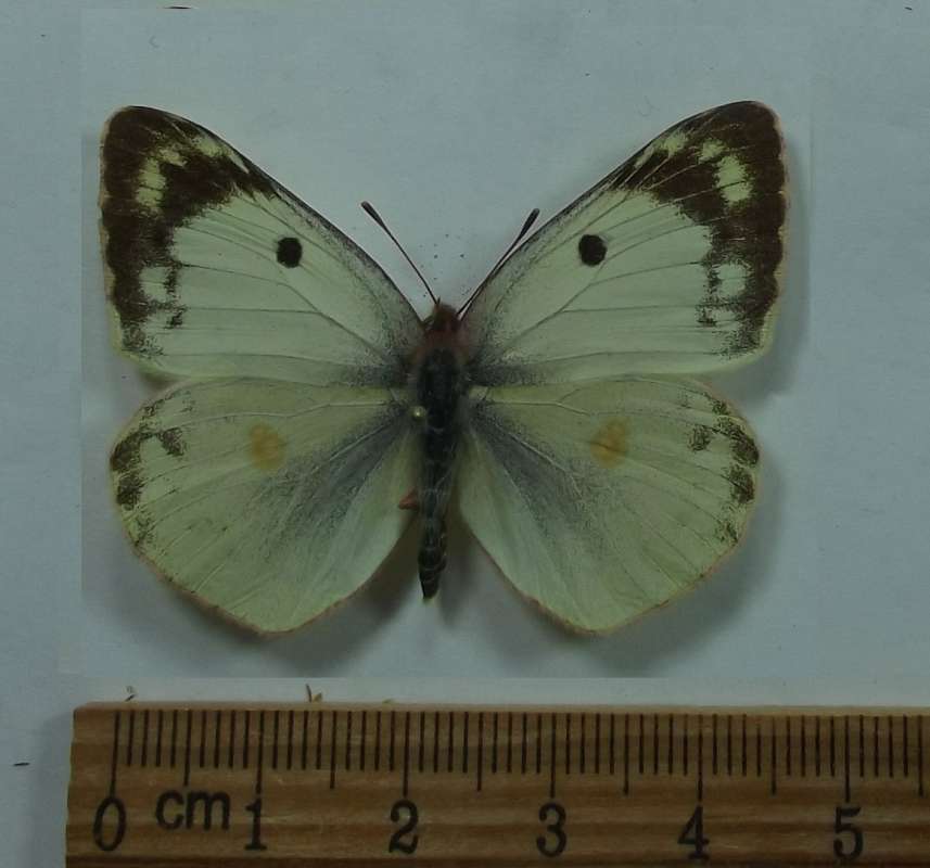 Female - Dorsal View<br>(Origin of the Specimen: Kasinka Mala, South Poland)