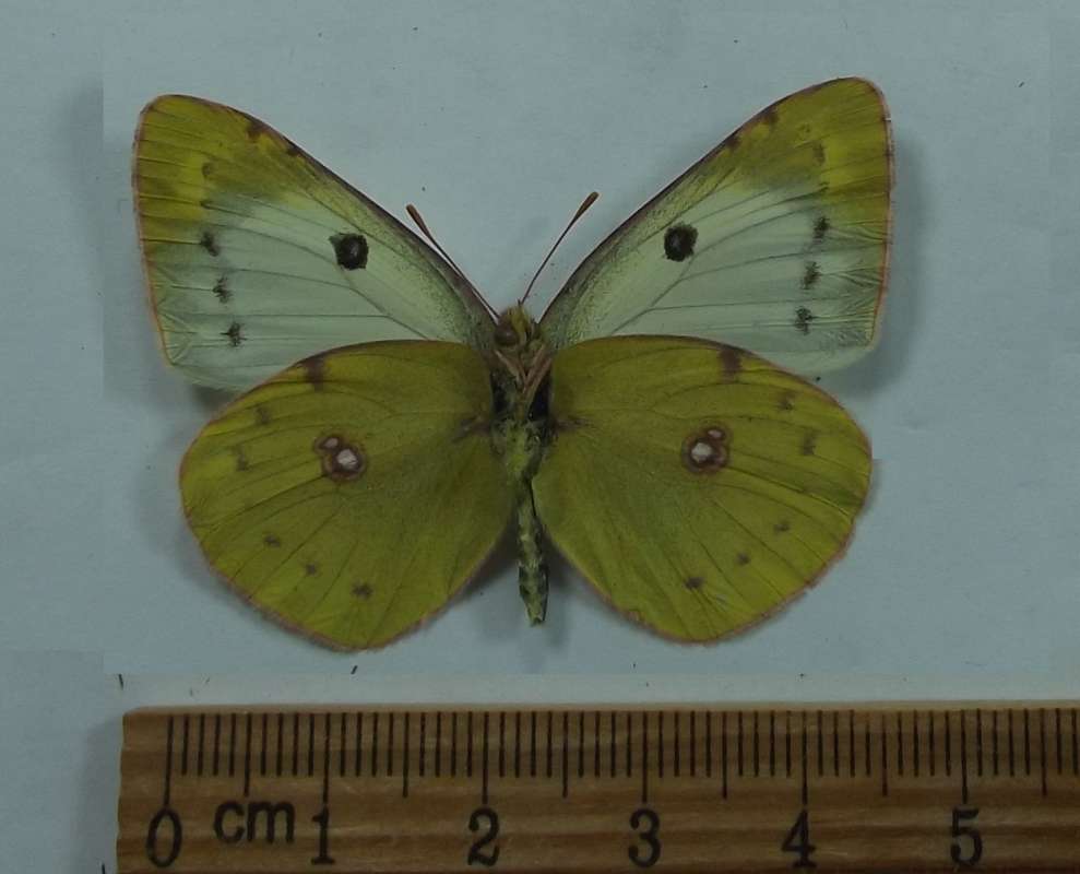 Female - Vetnral View<br>(Origin of the Specimen: Kasinka Mala, South Poland)