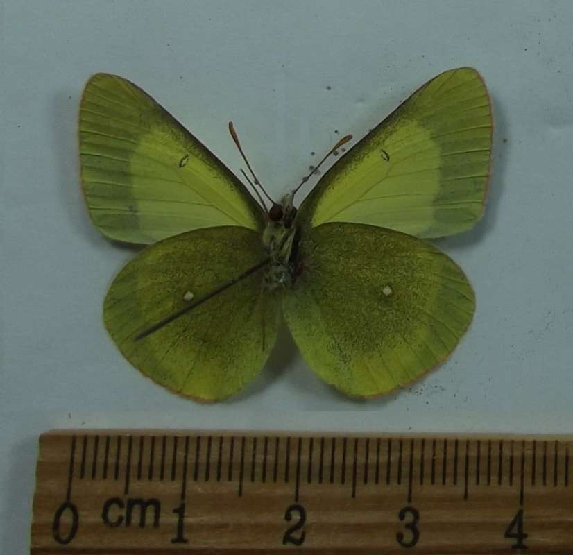 Male - Ventral View<br>(Origin of the Specimen: Sachalin Isle, May 11, 2011)
