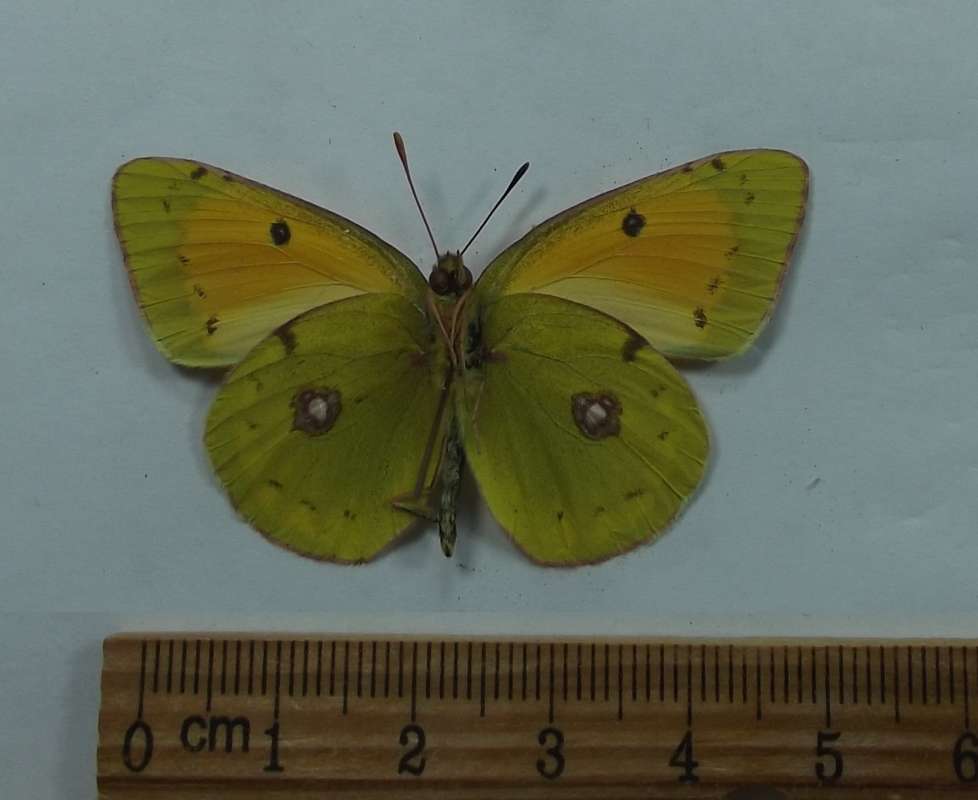 Male - Ventral View<br>(Origin of the Specimen: Moscow Region, May 25, 2018)
