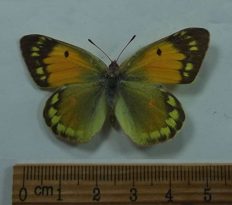 Female - Dorsal View<br>(Origin of the Specimen: Moscow Region, May 25, 2018)