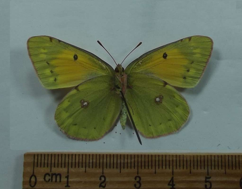 Female - Ventral View<br>(Origin of the Specimen: Moscow Region, May 25, 2018)