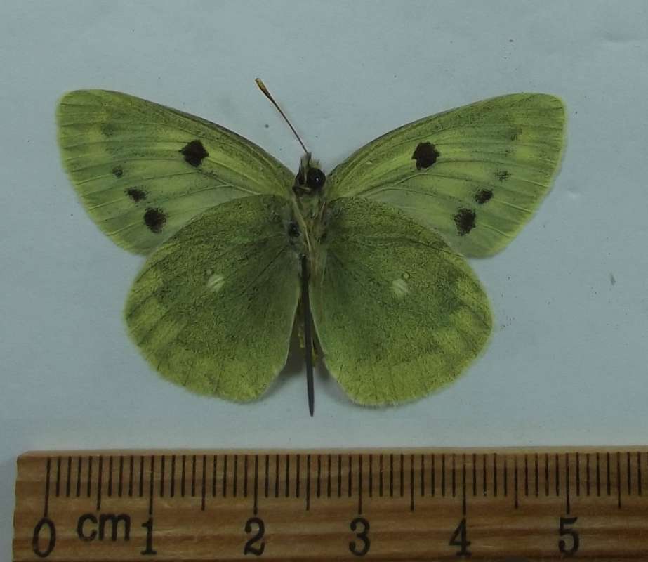 Female  - Ventral View<br>(Origin of the Specimen: Central Siberia)