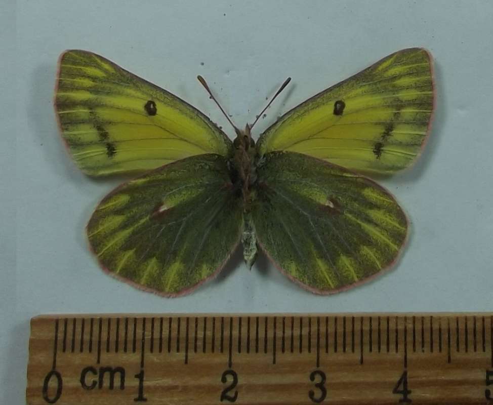 Male - Ventral View<br>(Origin of the Specimen: Tso Moriri, North India, July 17)