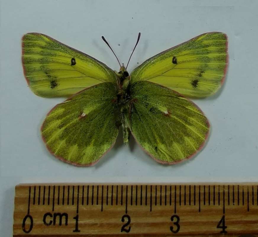 Female - Ventral View<br>(Origin of the Specimen: Tso Moriri, North India, July 17)