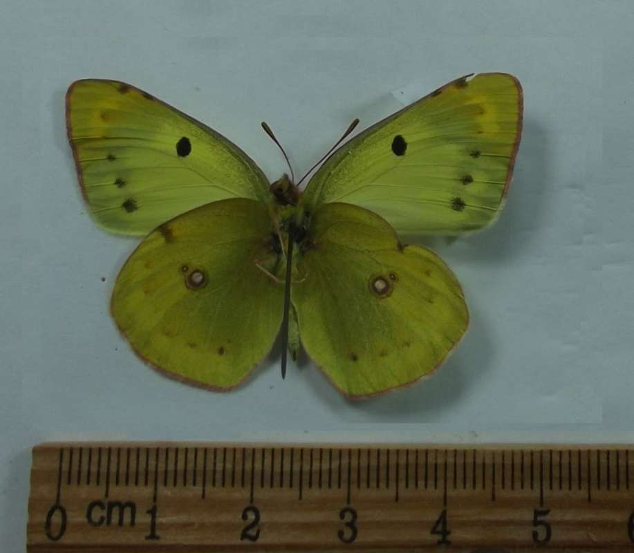 Female - Ventral View<br>(Origin of the Specimen: Yakuta, July 14, 2018)