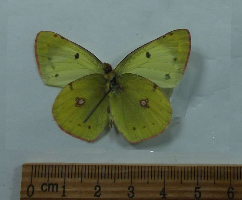 Male - Ventral View<br>(Origin of the Specimen: Altay Mt. Rng, Kyrghyzstan, July 17)