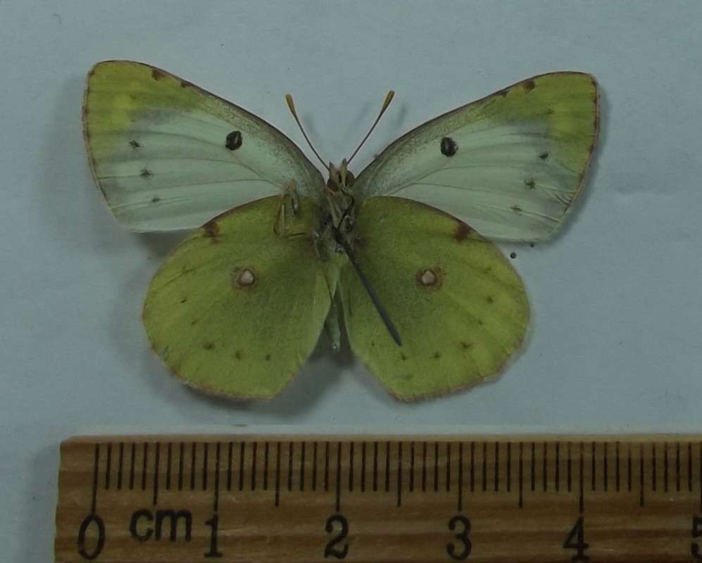 Female - Ventral View<br>(Origin of the Specimen: ltay Mountains, Russia, 2015)