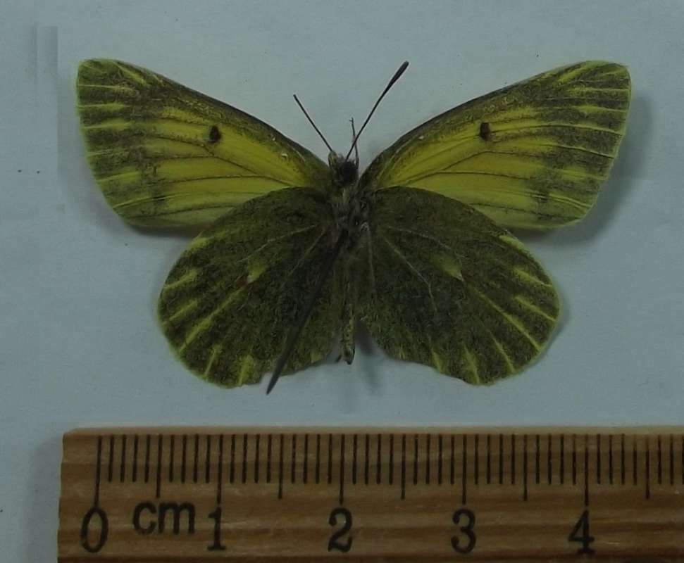 Male - Ventral View<br>(Origin of the Specimen: Saga County, June-July 2018)
