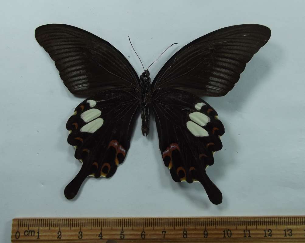 Male - Ventral View<br>(Origin of the Specimen: Northern Vietnem, 2018)
