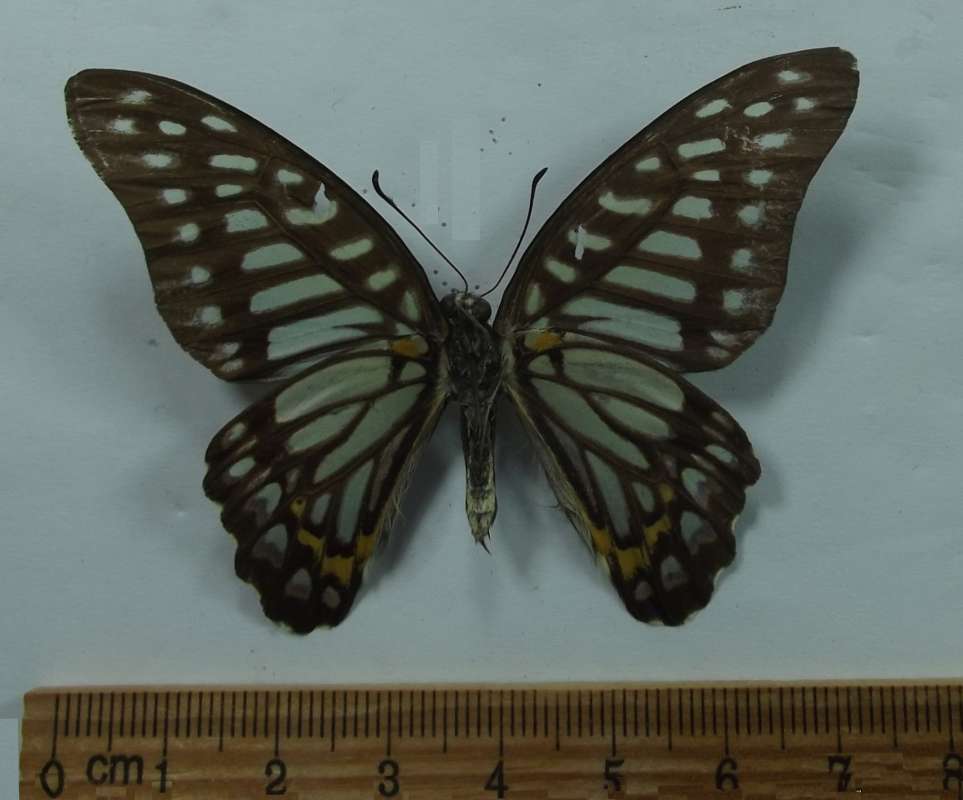 Male - Ventral View<br>(Origin of the Specimen: Northern Vietnam,  2018)
