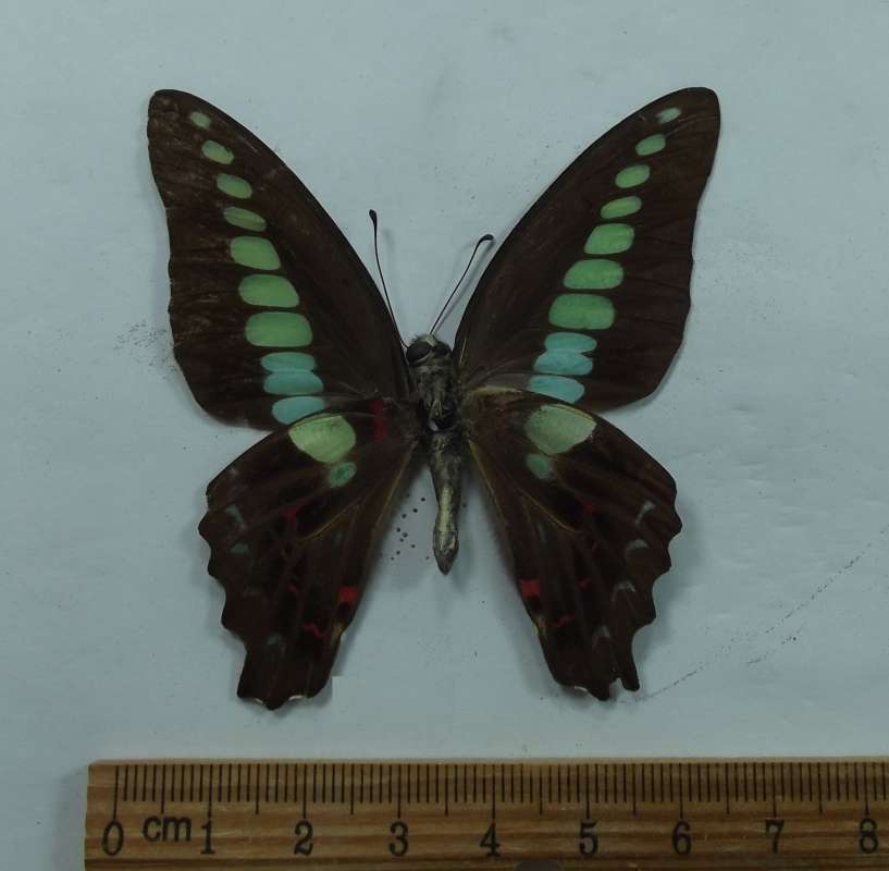 Male - Ventral View<br>(Origin of the Specimen: Northrn Vietnam, 2018)