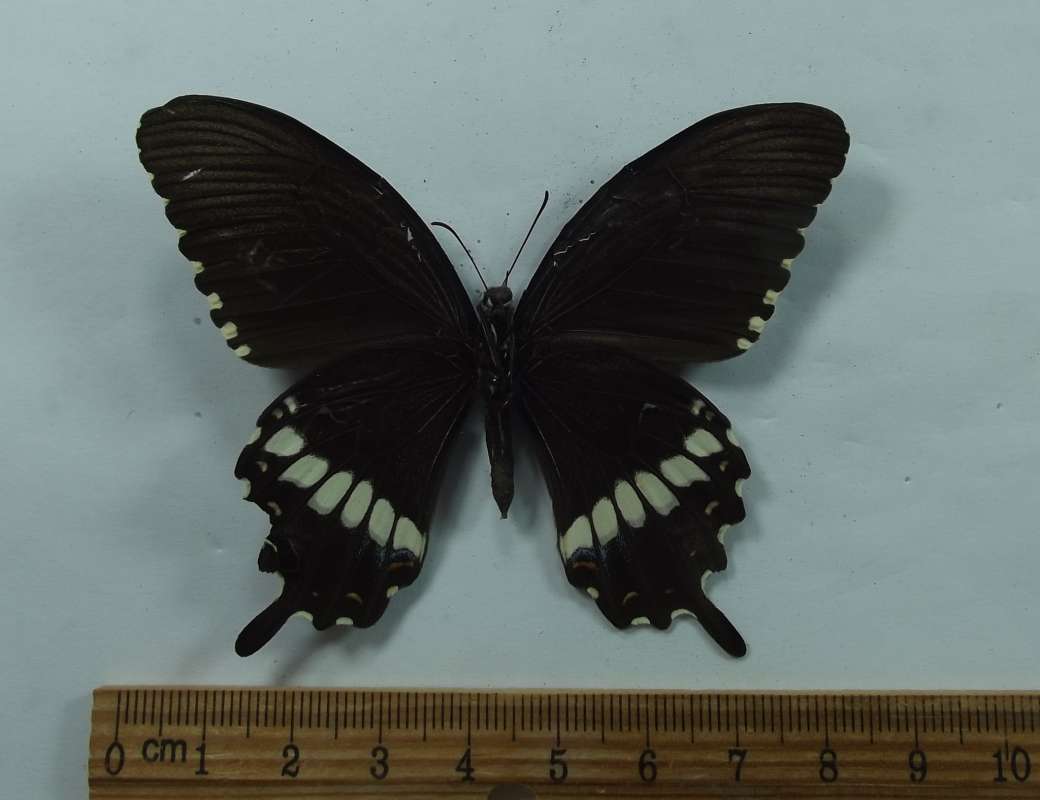 Male - Ventral View<br>(Origin of the Specimen: Northern Vietnam, 2018)