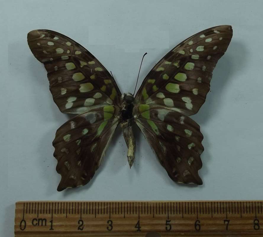 Male - Vetnral View<br>(Origin of the Specimen: Northern Vietnam, 2018)
