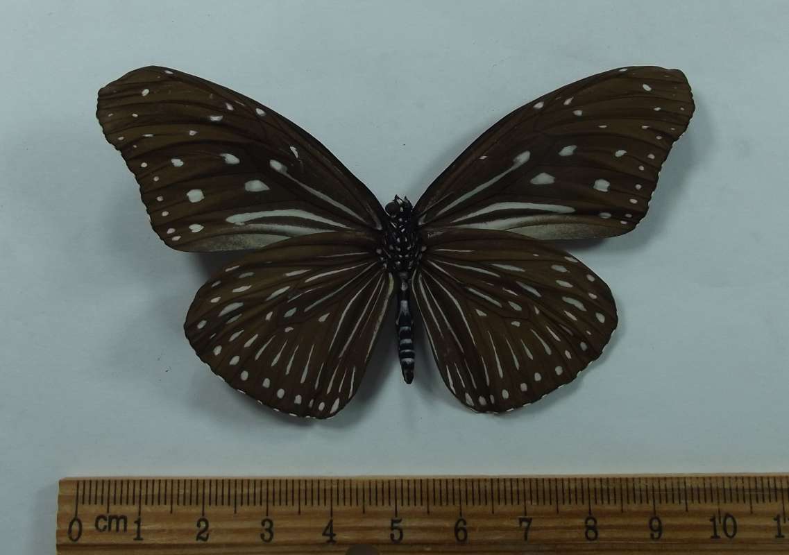 Female - Ventral<br>(Origin of the Specimen: Northern Vietnam, 2018)