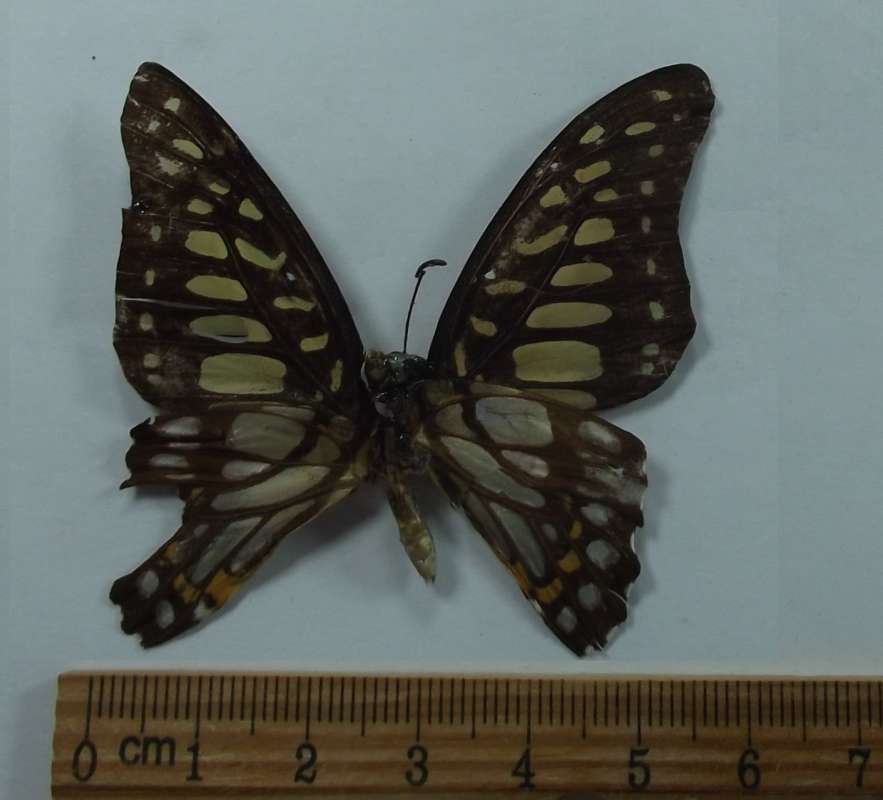 Male - Ventral View<br>(Origin of the Specimen: Northern Vietnam - 2018)