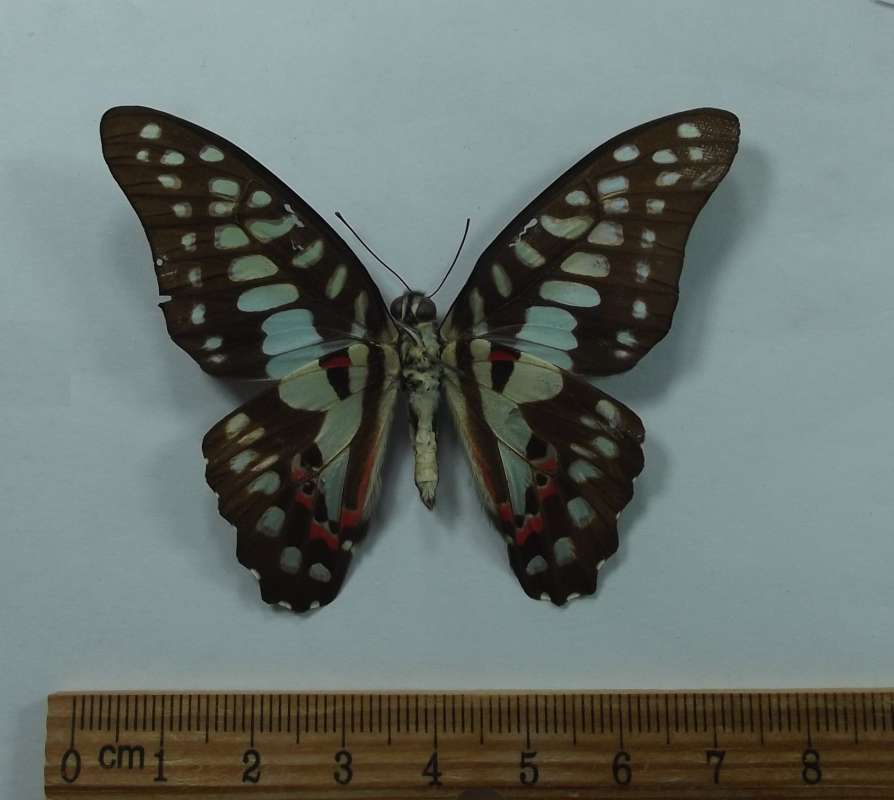 Male - Ventral-Green Black<br>(Origin of the Specimen: Northern Vietnam - 2018)
