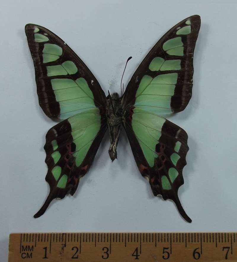 Male - Ventral View<br>(Origin of the Specimen: Northern Vietnam,   2018)