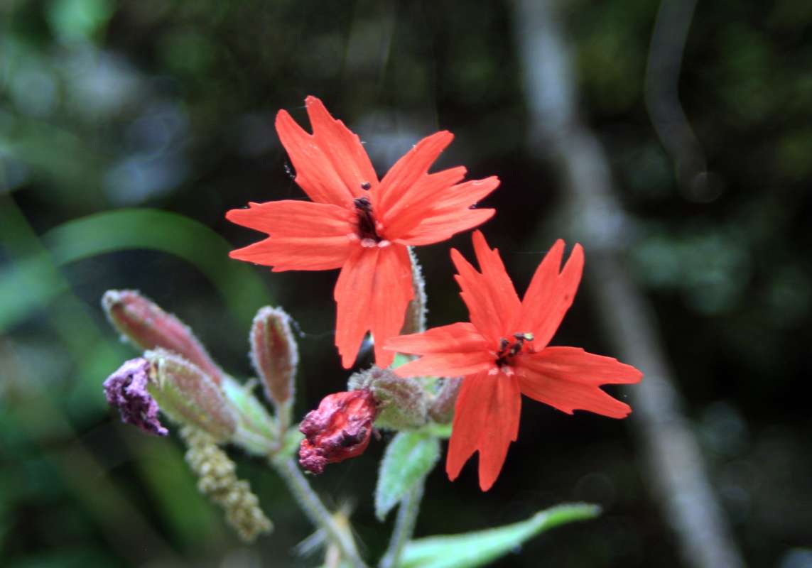 Flower - Front View<br>(Location of Picture: Great Smokies NP,  May 2011)