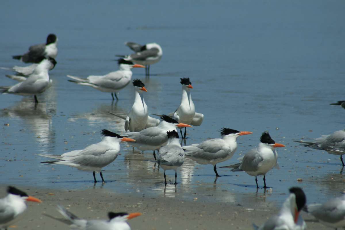 Habitat - Flock<br>(Location of Picture: Little Talbot Island, Florida)