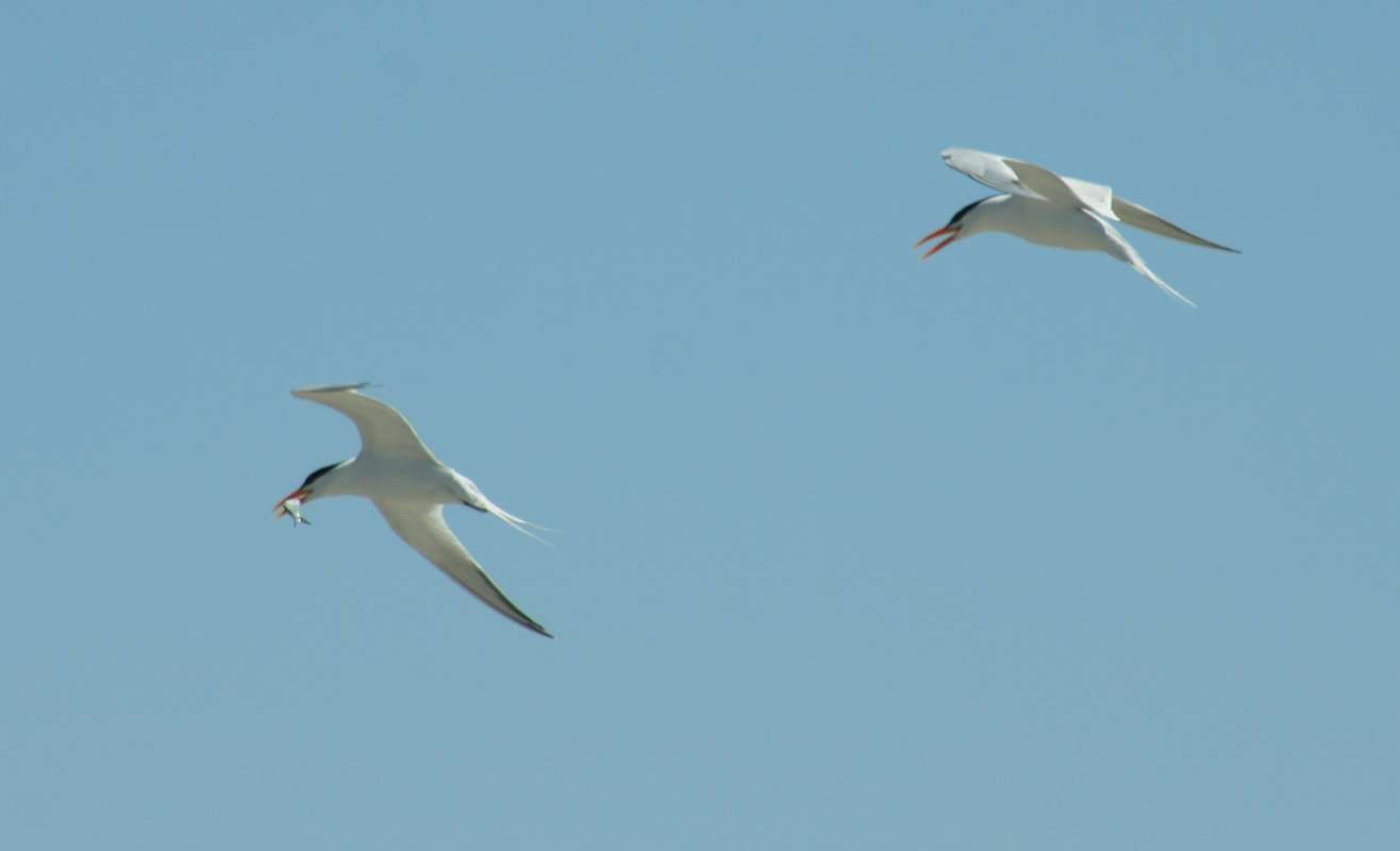 Habitat - Two Flying<br>(Location of Picture: Little Talbot, Florida, April 2011)