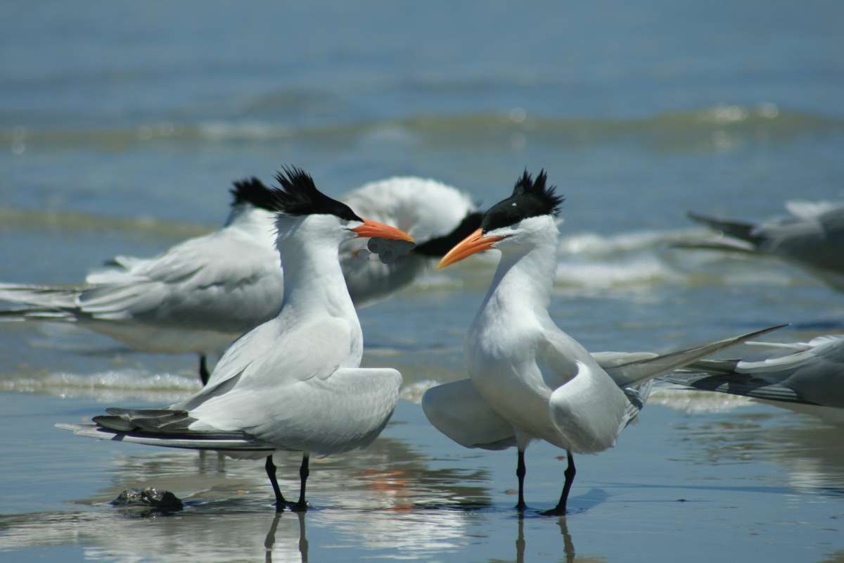 Habitat - Two in Front<br>(Location of Picture: Little Talbot, Near JacksonVille)