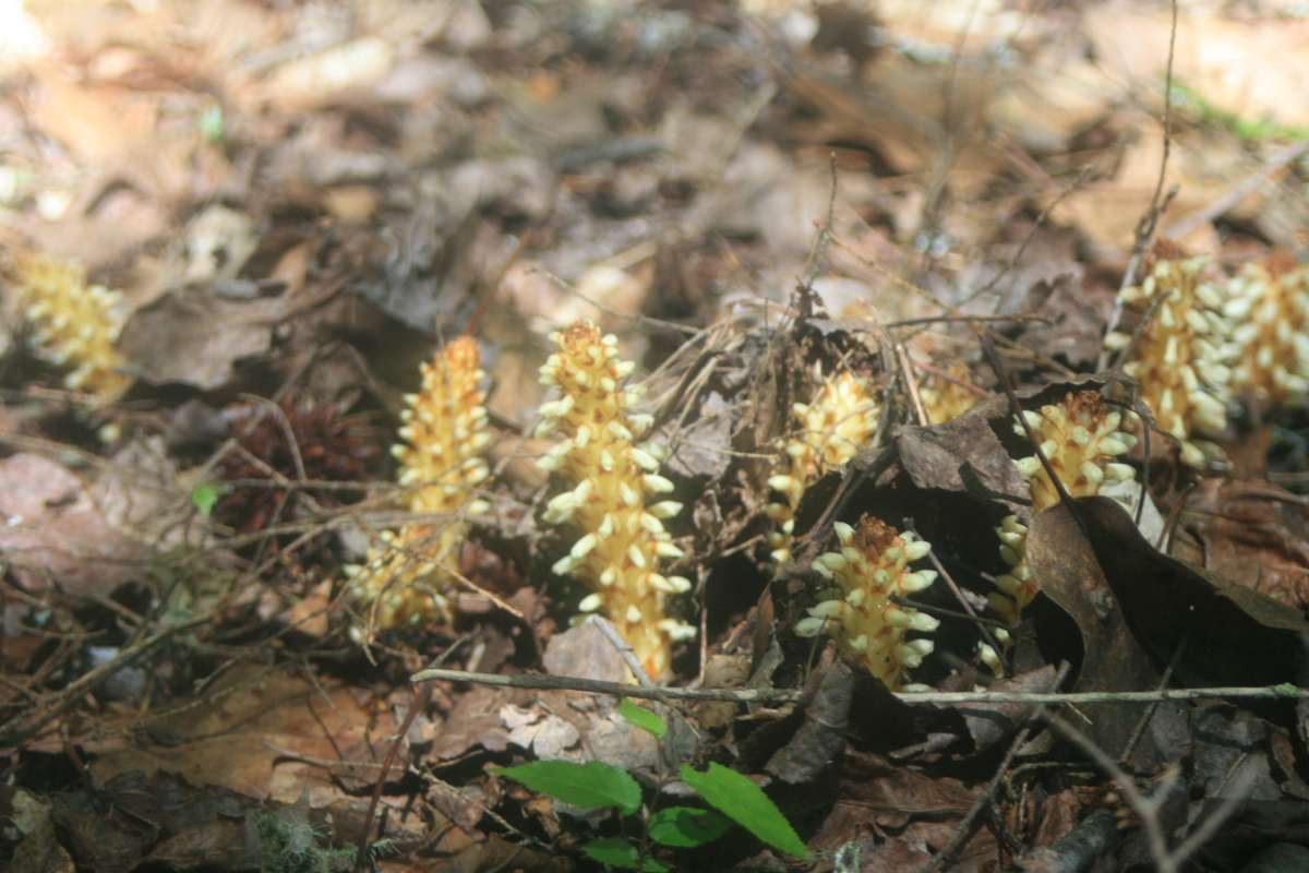 Silhouette<br>(Location of Picture: Grat Smoky NP, May 2011)