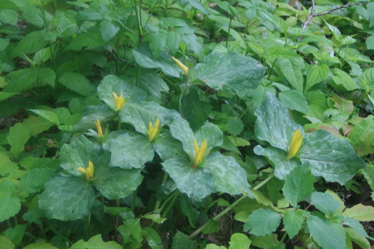 Habitat View<br>(Location of Picture: Great Smoky NP, May 2011)