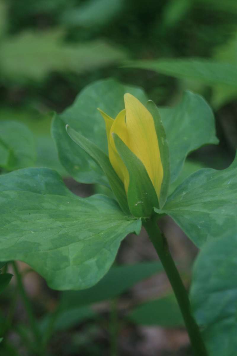 Top of Plant in Bloom<br>(Location of Picture: GS NP, USA, May 2011)