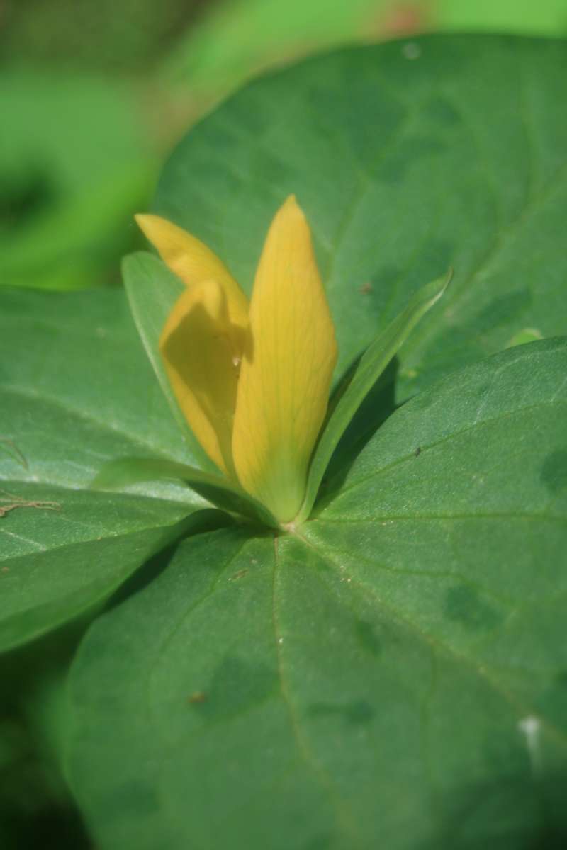 Flower Side - Close View<br>(Location of Picture: GS National Park, May 2011)