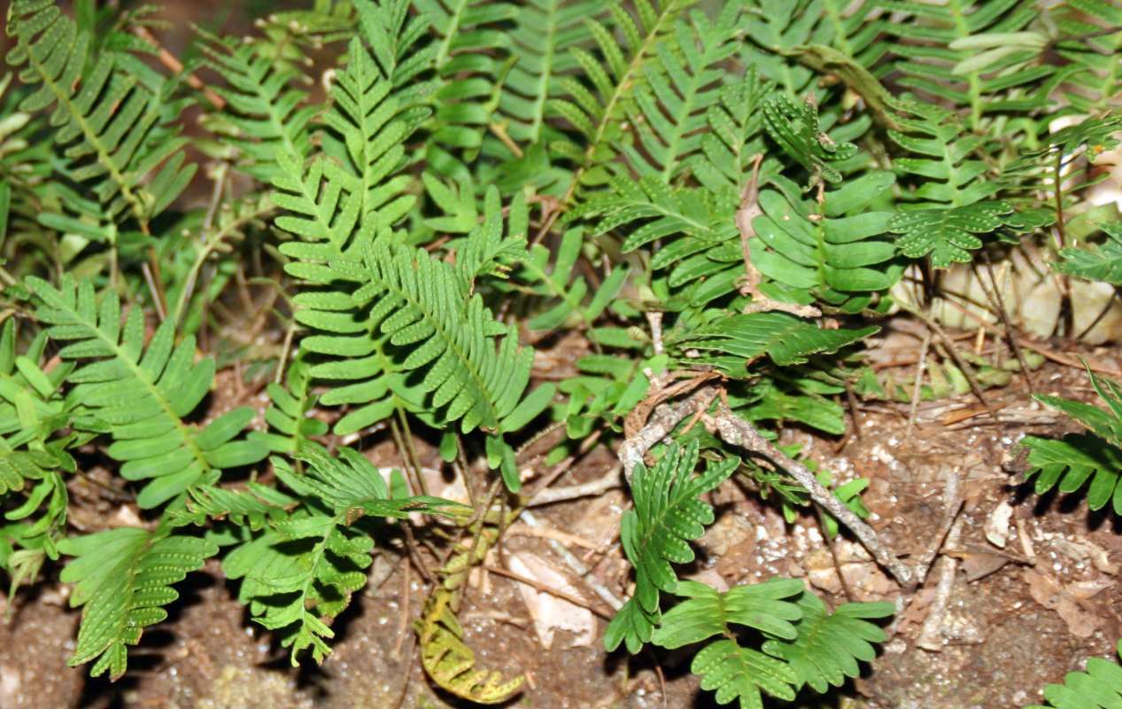 Sori View<br>(Location of Picture: J. Dickinson, State Park, Florida)