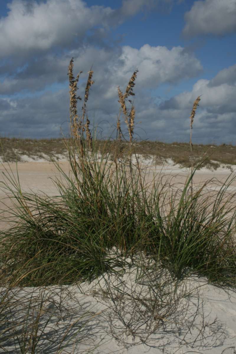 Habitat View<br>(Location of Picture: Anastasia State Park, Florida, Dec)