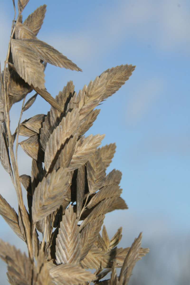 Close View of Seed Heads<br>(Location of Picture: Anastasia SP, Florida, Dec. 2013)