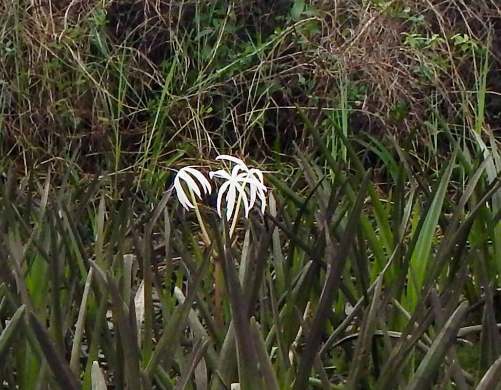 Flower<br>(Location of Picture: Loxacthee River, Florida, Dec. 2013)