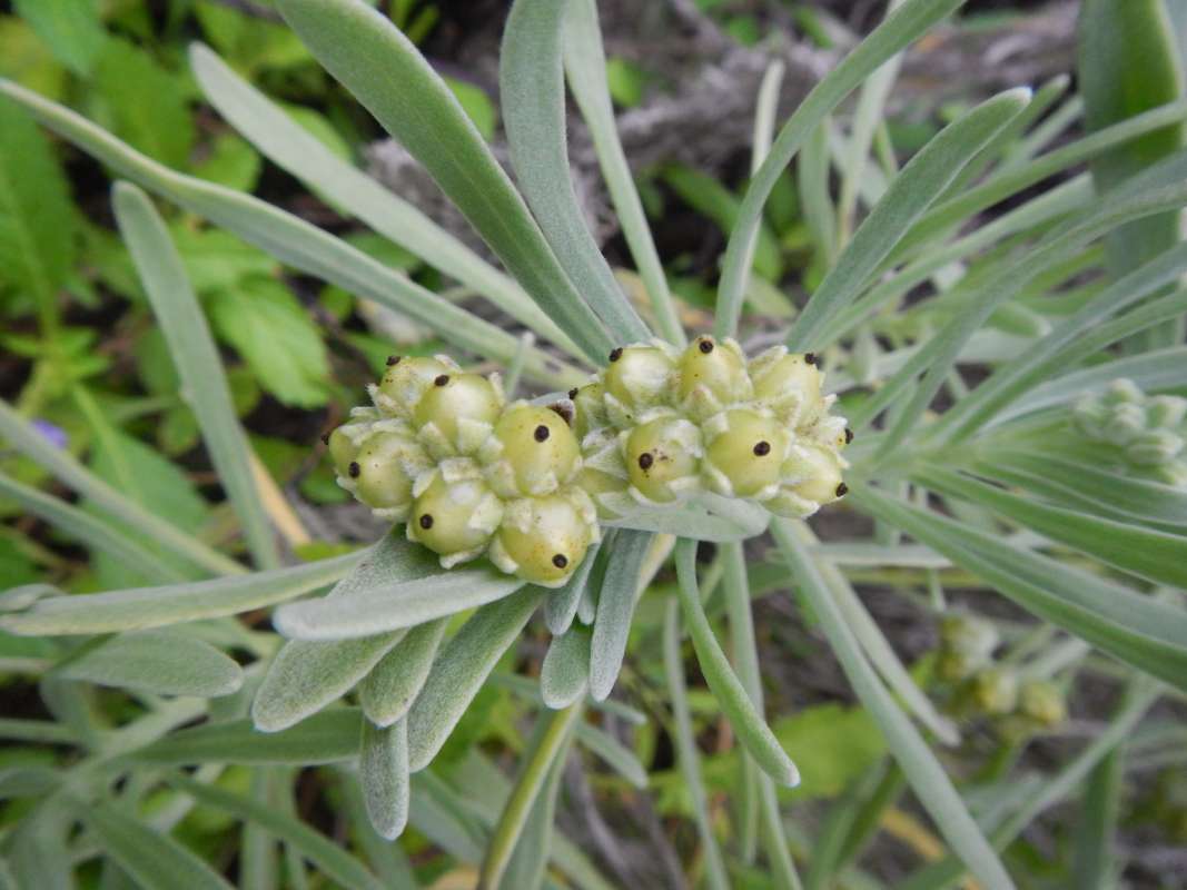 Fruits<br>(Location of Picture: Big Pine Key, January, 2014)