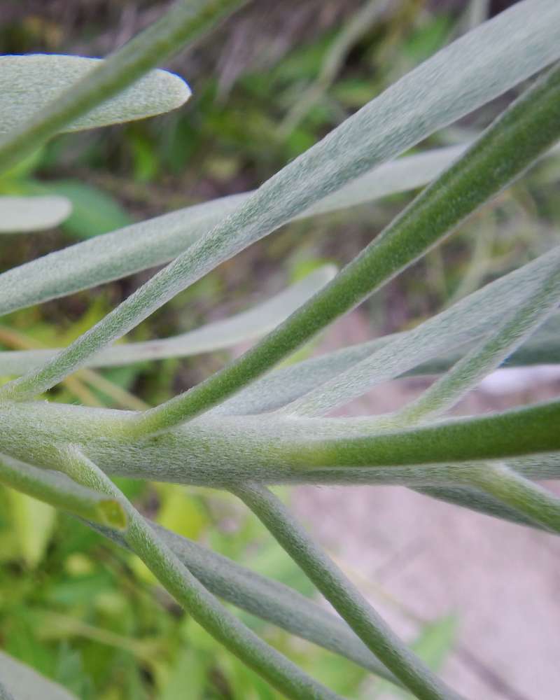 Leaves<br>(Location of Picture: Big Pine Key, January, 2014)