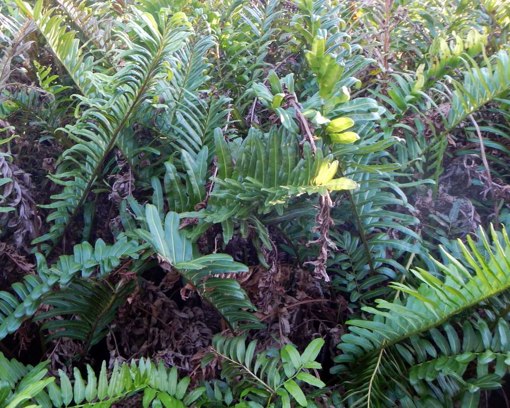 Habitat<br>(Location of Picture: Collier Seminole SP, Fl, Jan. 2014)