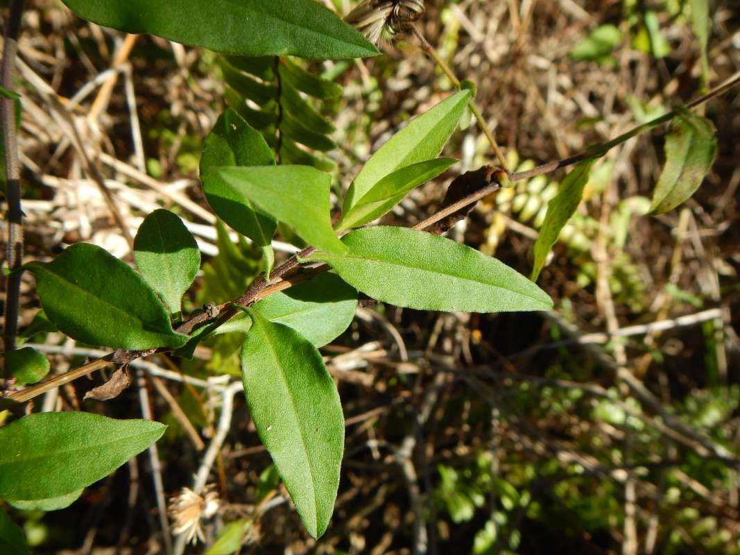 Leaves<br>(Location of Picture: Collier Seminole State Park)