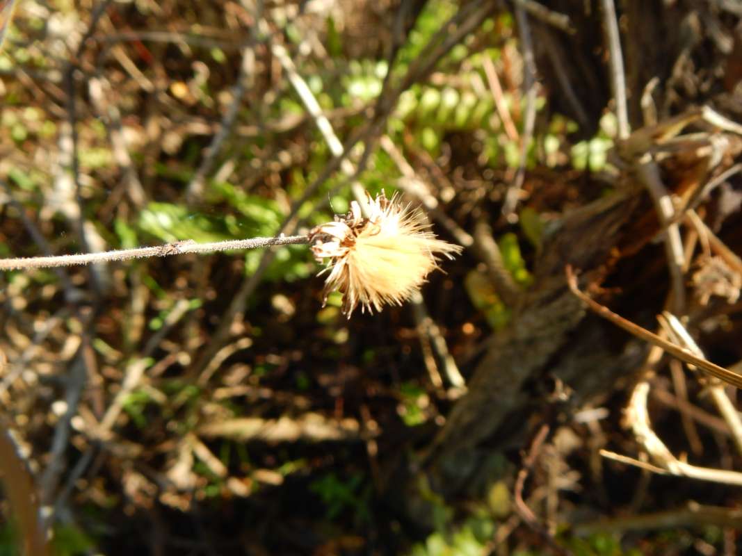 Seed Head<br>(Location of Picture: Collier Seminole, Fll. Jan. 2014)