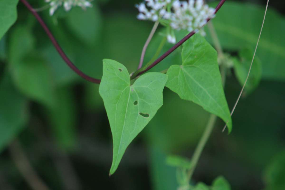 Leaf<br>(Location of Picture: Collier Seminole, Fl., I, 2014)