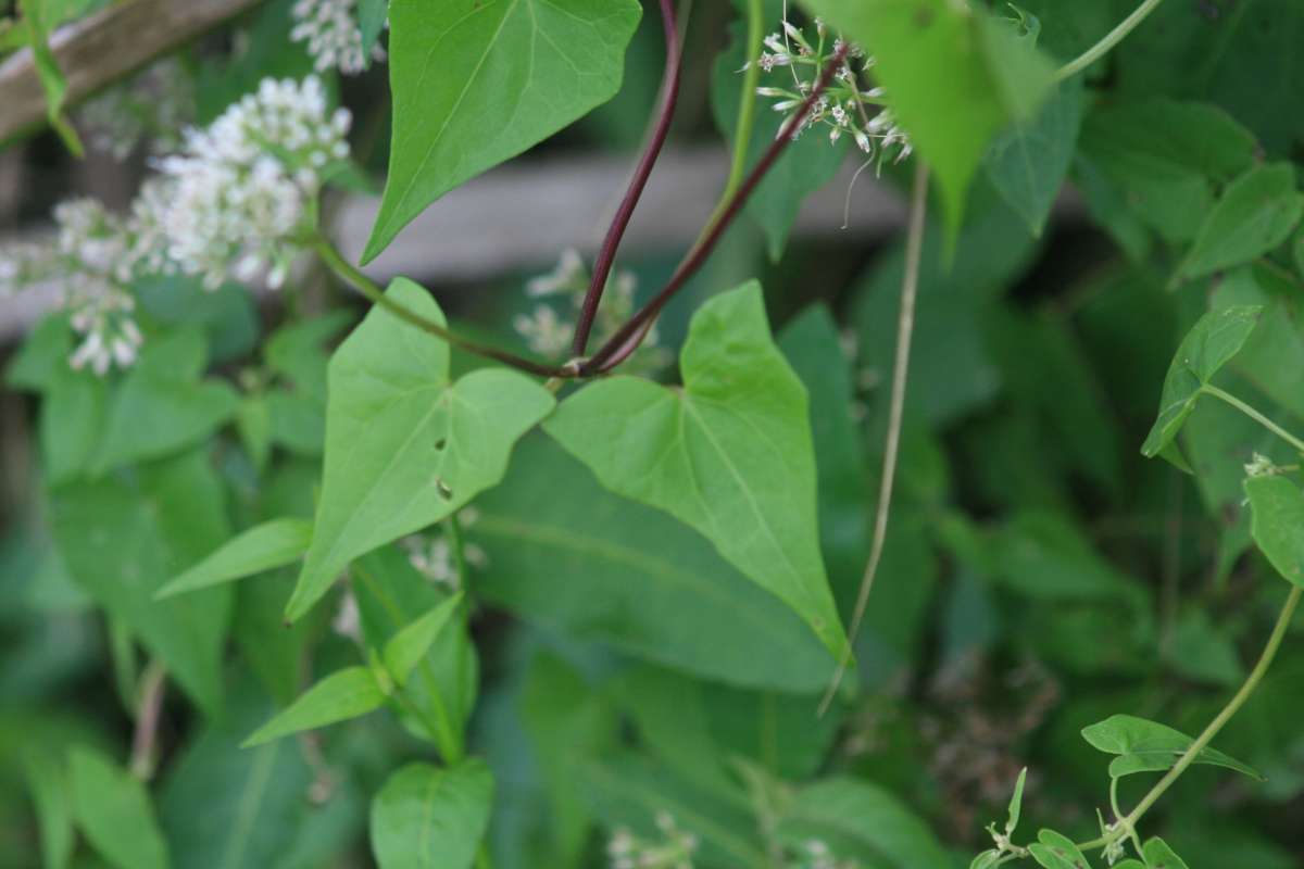 Stem<br>(Location of Picture: Collier Seminole, Fl., I, 2014)
